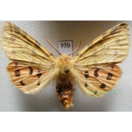 Diacrisia purpurata (Linnaeus, 1758) male Niedźwiedziówka purpurka Austria95b